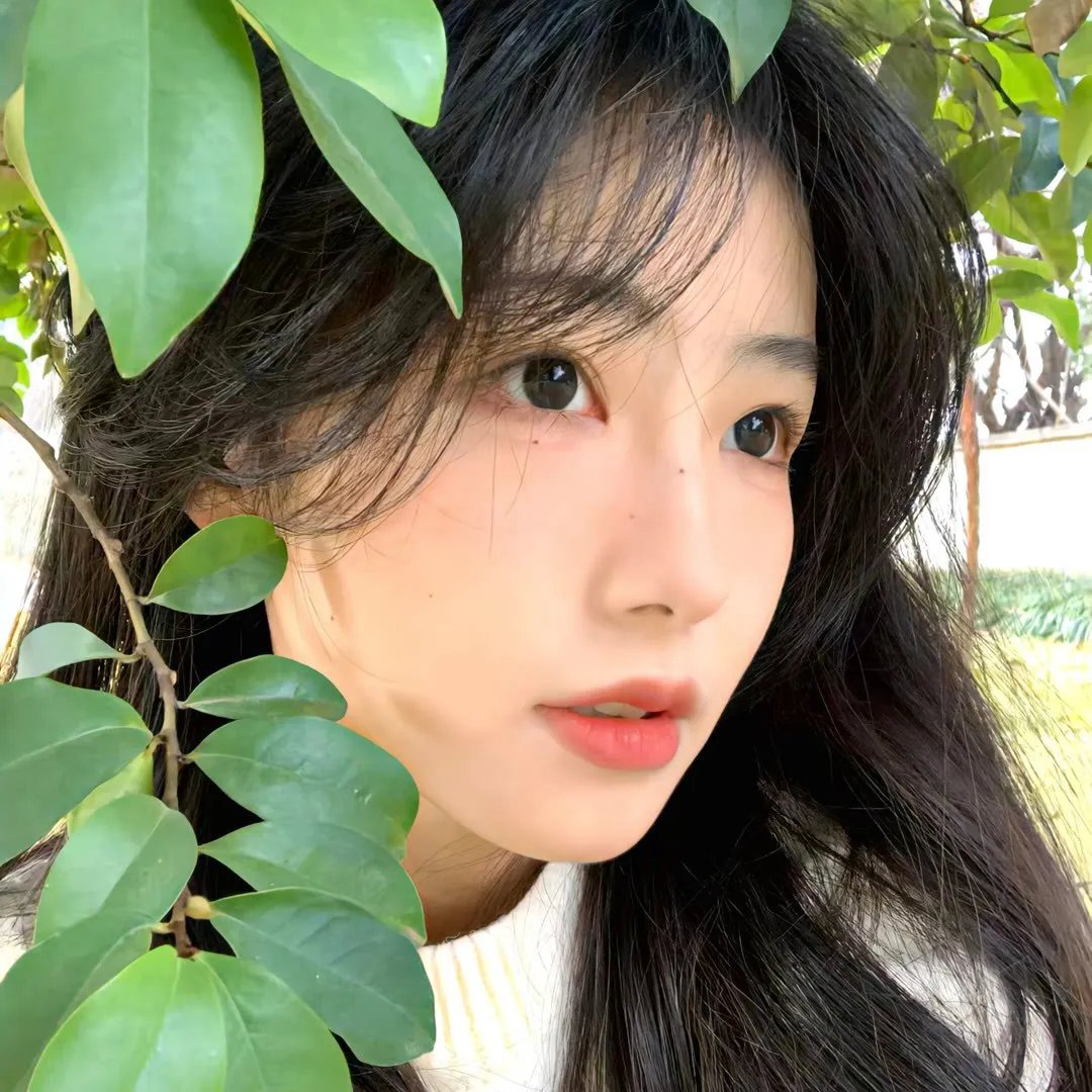 红色康乃馨